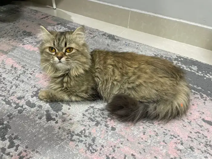 قطة للتبنى 0