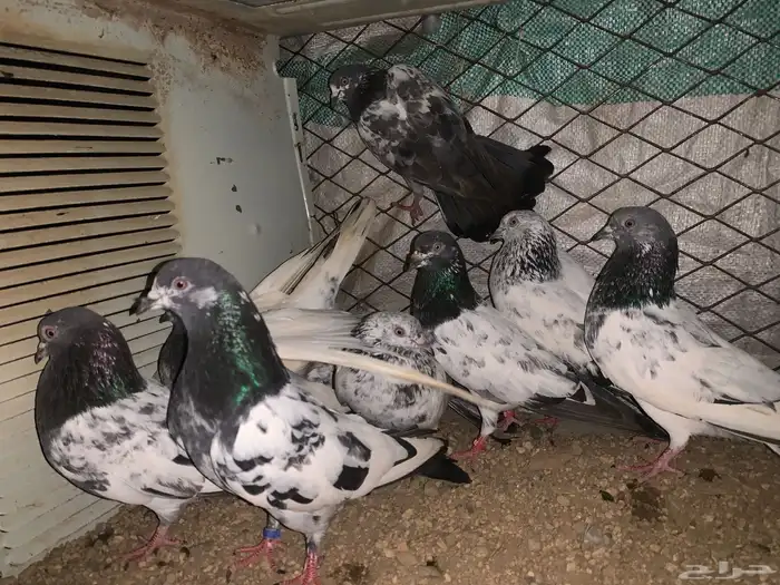 حمام باكستاني 1