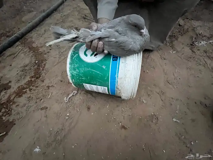 حمام مصري ملطي 6