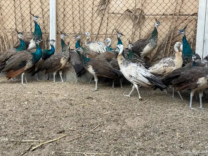 للبيع طاووس هندي ازرق وبلاك شولدر 9