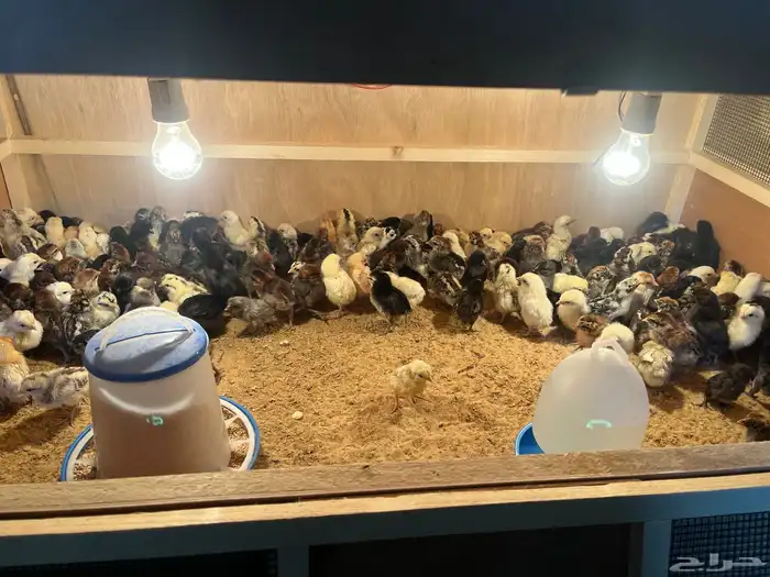 صيصان بلدي مشكل 0