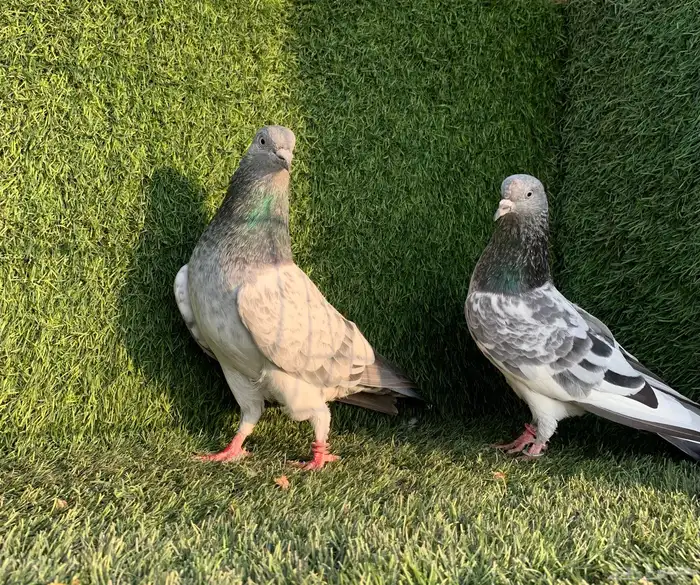 زوج فيروز Top 2