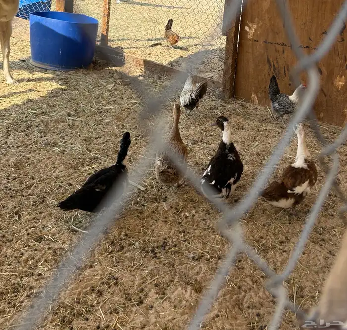 بط بكيني للبيع 3