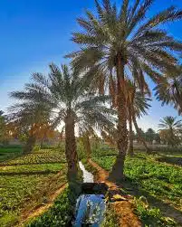 مطلوب مزرعه الايجار في الاحساء مد طويل 0