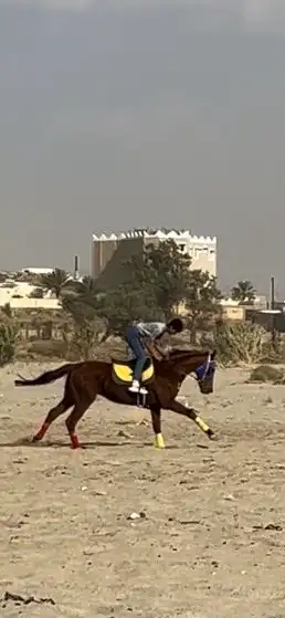 للبيع حصان انتاج 11