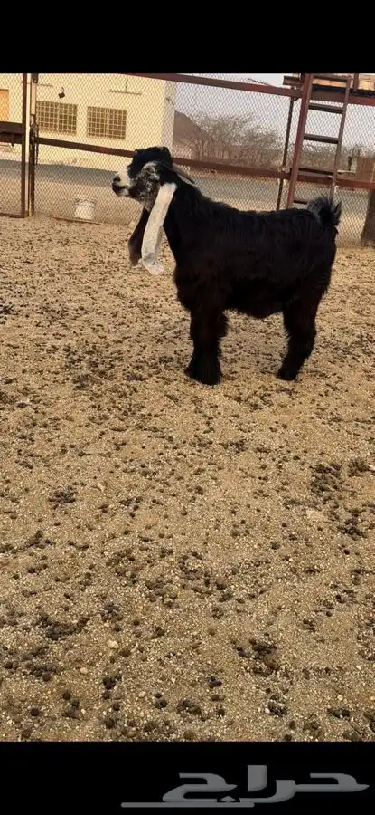 تيس عارضي صنف فاخر جذع 5