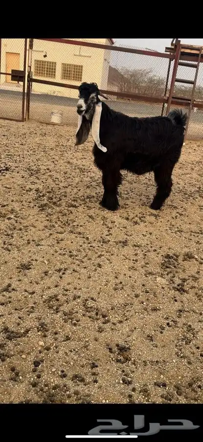 تيس عارضي صنف فاخر جذع 3