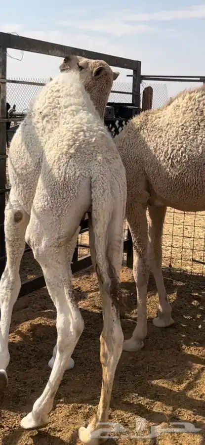 قعدان بلدي طيبه شحم 1