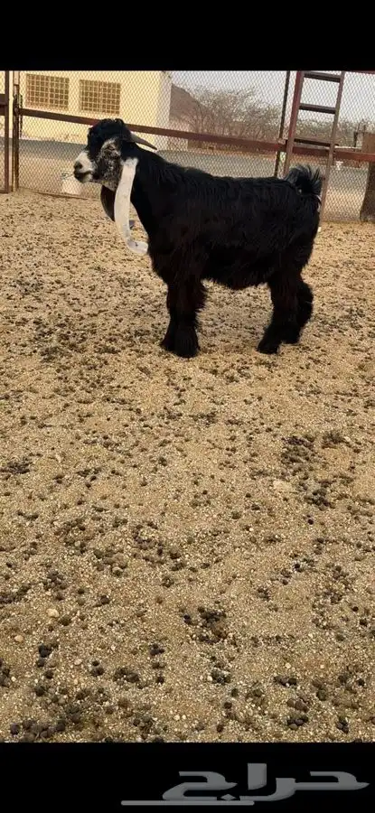 تيس عارضي صنف فاخر جذع 10