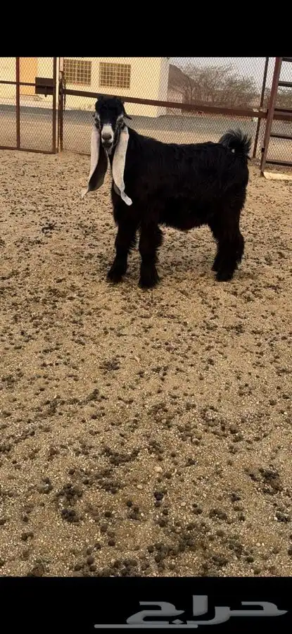 تيس عارضي صنف فاخر جذع 1