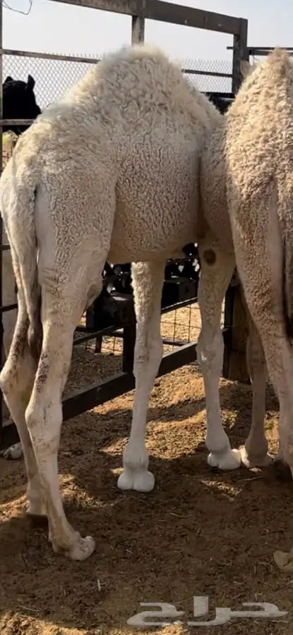 قعدان بلدي طيبه شحم 2