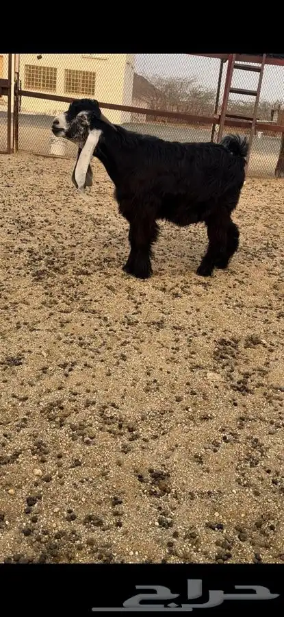 تيس عارضي صنف فاخر جذع 11