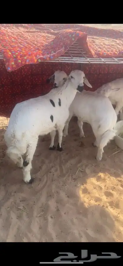 طلي ورخلين 1