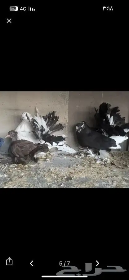 جوز رقاص أمريكي 0