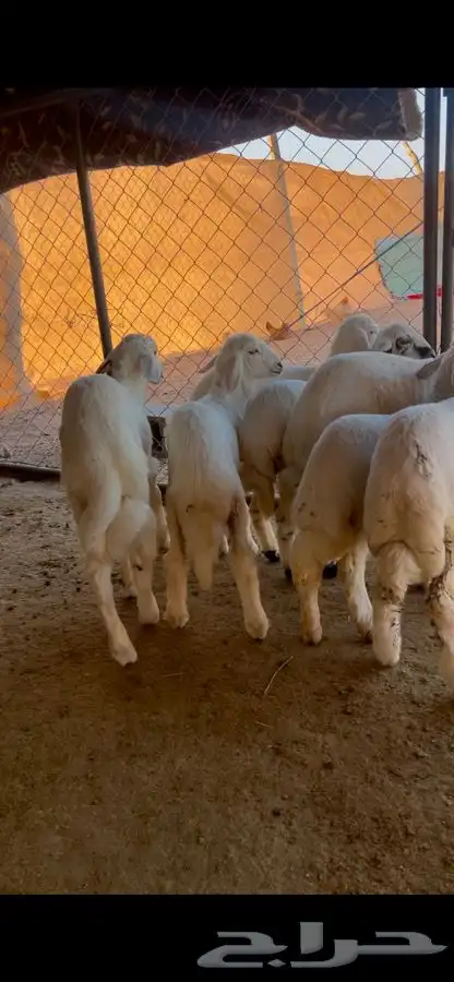 بهم رخال فل شحم شعره رقم واحد 4