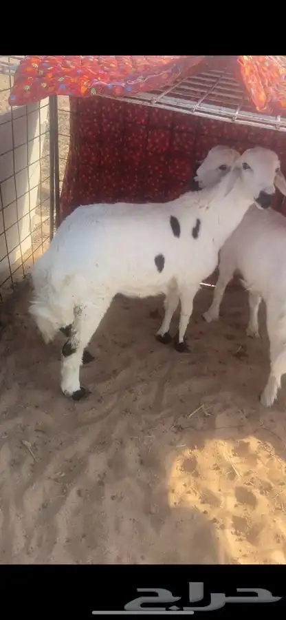 طلي ورخلين 2