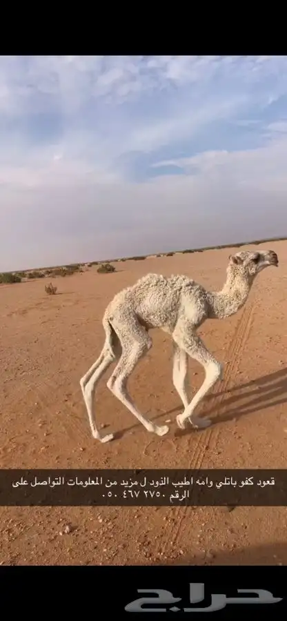 قعود باتلي حوار كفو 0