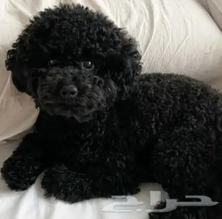 للبيع كلبين صغار   بيع عاجل (يفضل البيع مع ا) 1