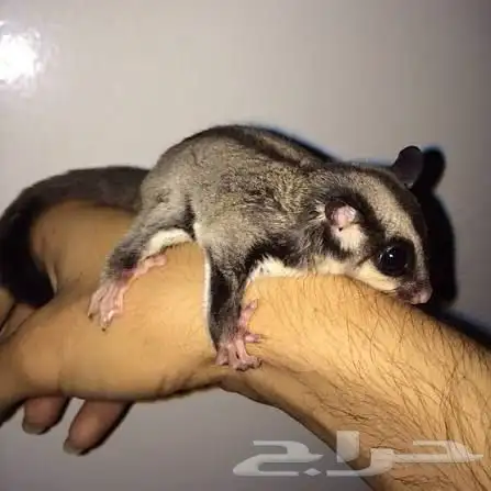 سنجاب طائر شوقر قلايدر 2