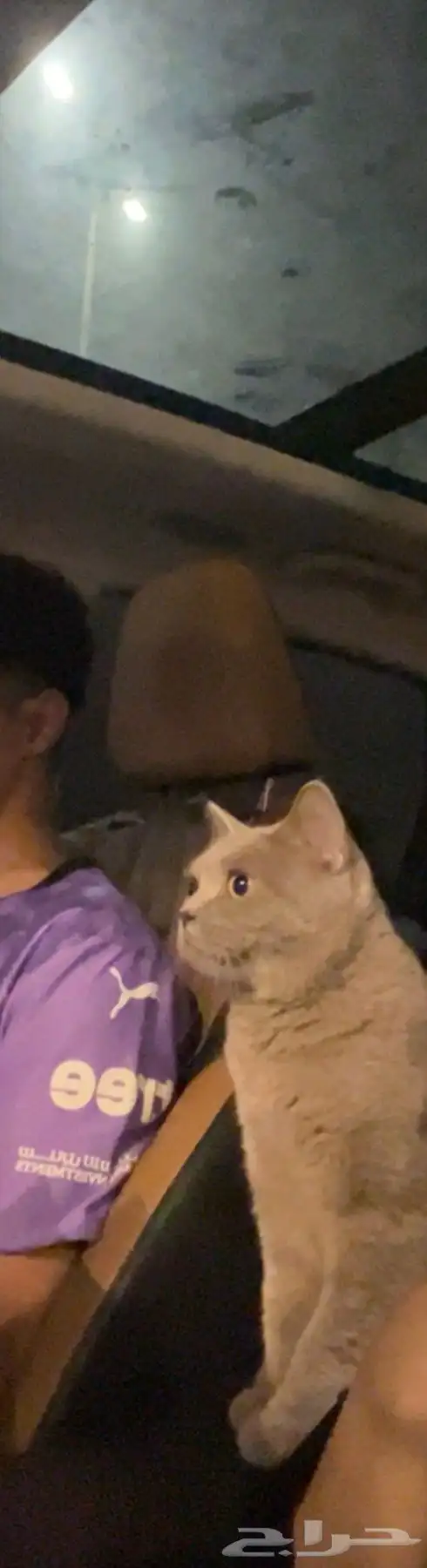 قطة سكوتش للتبني 1