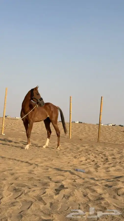 حصان شعبي سبوق 5