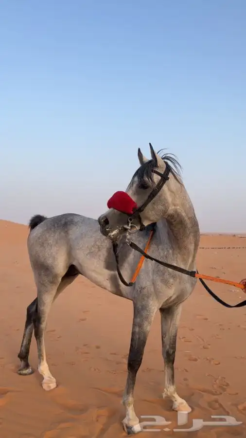 حصان شعبي العمر 3سنين و الحصان سبوق جدا   وتساب 2