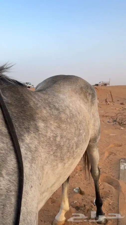 حصان شعبي العمر 3سنين و الحصان سبوق جدا   وتساب 1