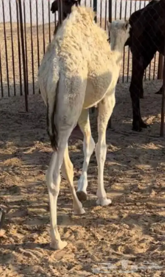 قعود حوار قصب باقي يرضع امه لباني 1