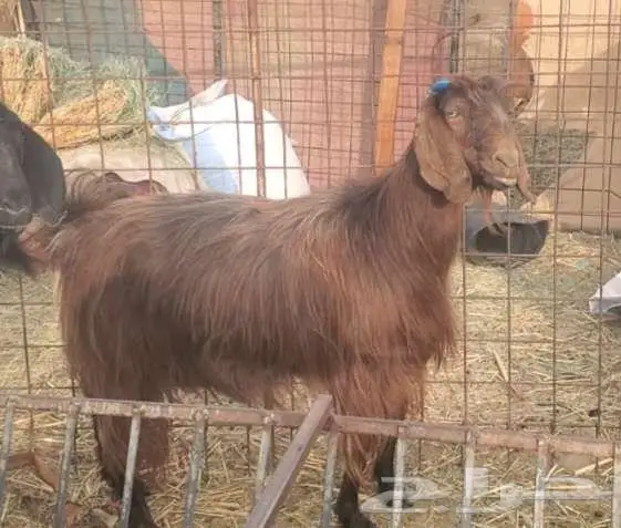 3 معزاء دفيع 0