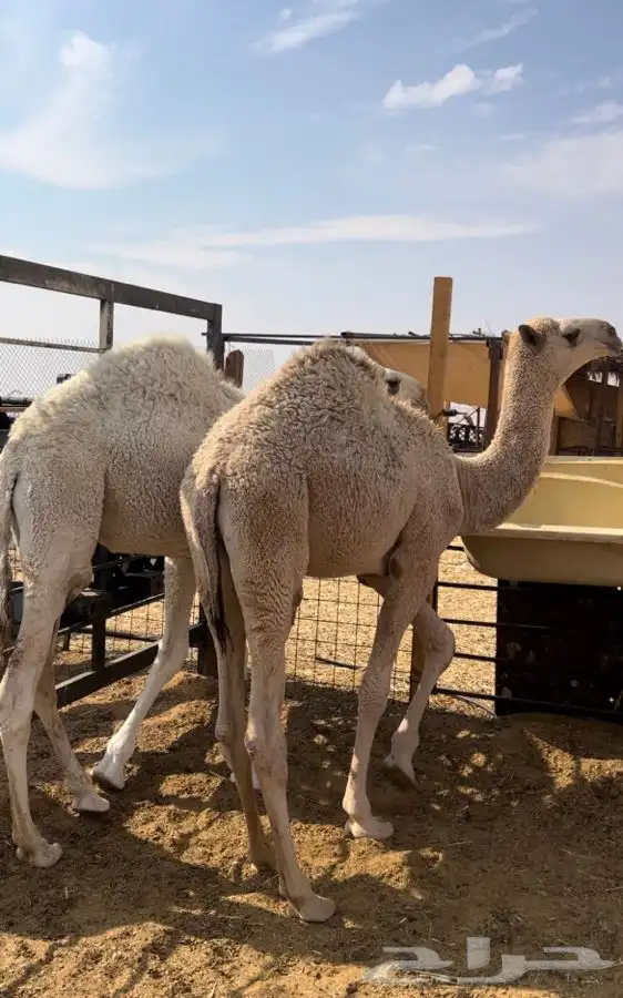 قعدان بلدي طيبه شحم 3