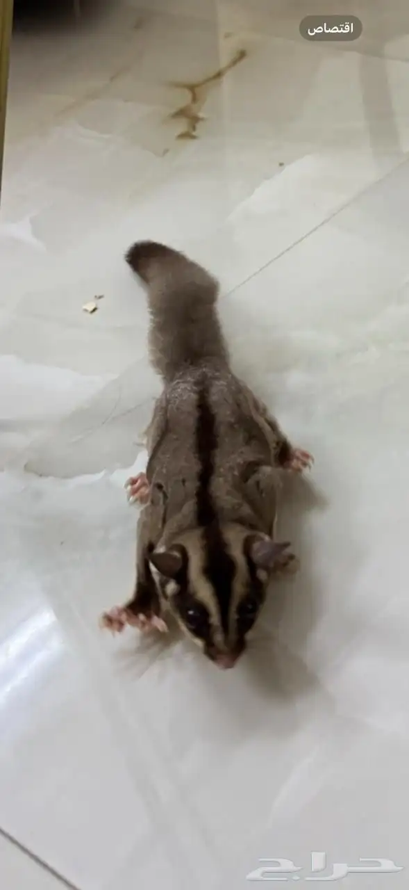 سنجاب طائر للبيع 1