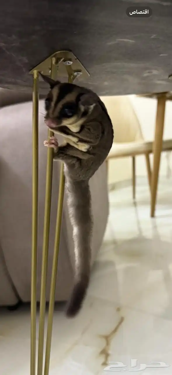 سنجاب طائر للبيع 0