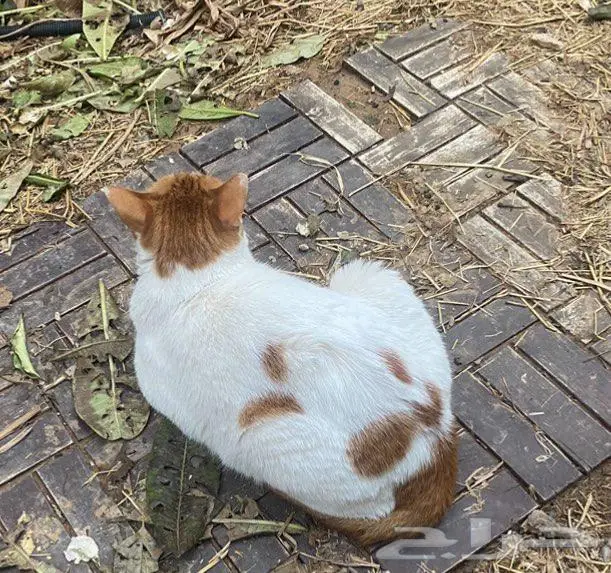 قطة مفقودة حوطة بني تميم 3