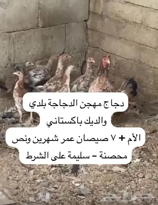 دجاج مهجن بلدي وباكستاني 0