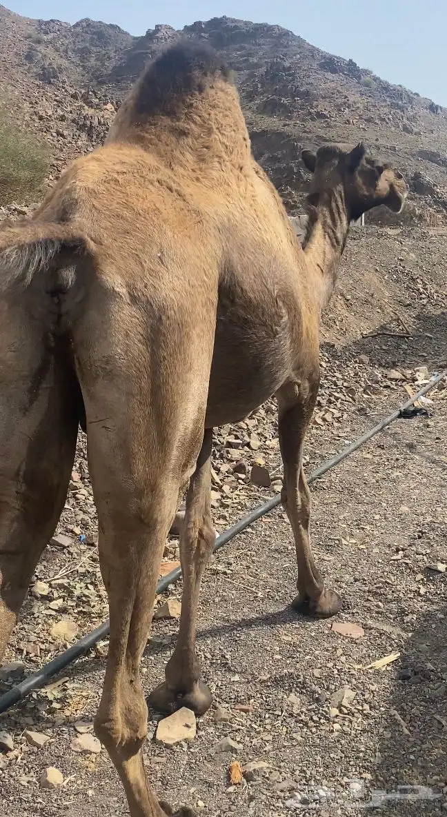 ناقه صفر لقحه طيبه للبيع 2