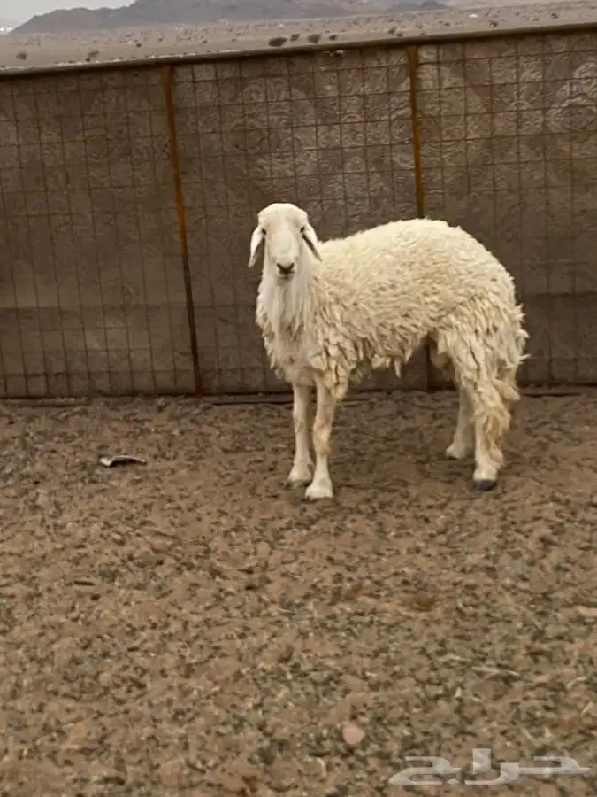 للبيع خروف 1