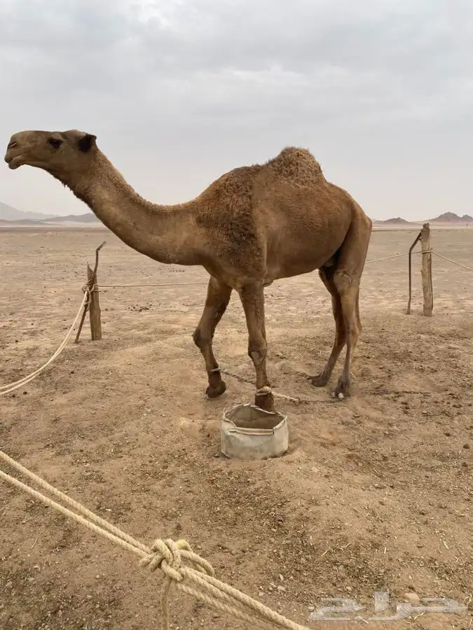 جمل اشعل رباع ضراب شرط ومنتج 0