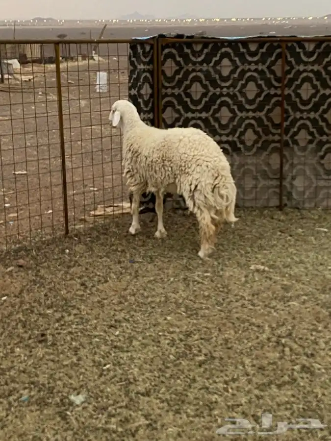 للبيع خروف 0