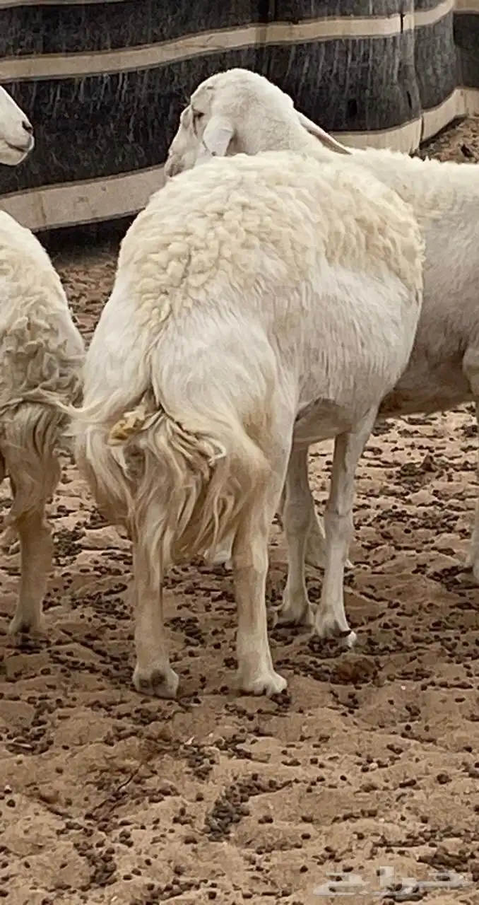 للبيع شياه حريات 2