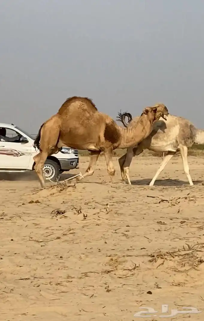 ذود ابل شقح ككفو وطيبه للبيع 4