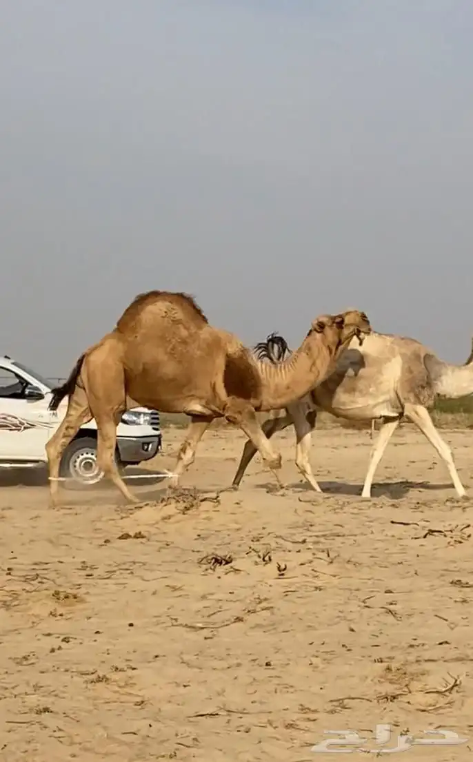 ذود ابل شقح ككفو وطيبه للبيع 2