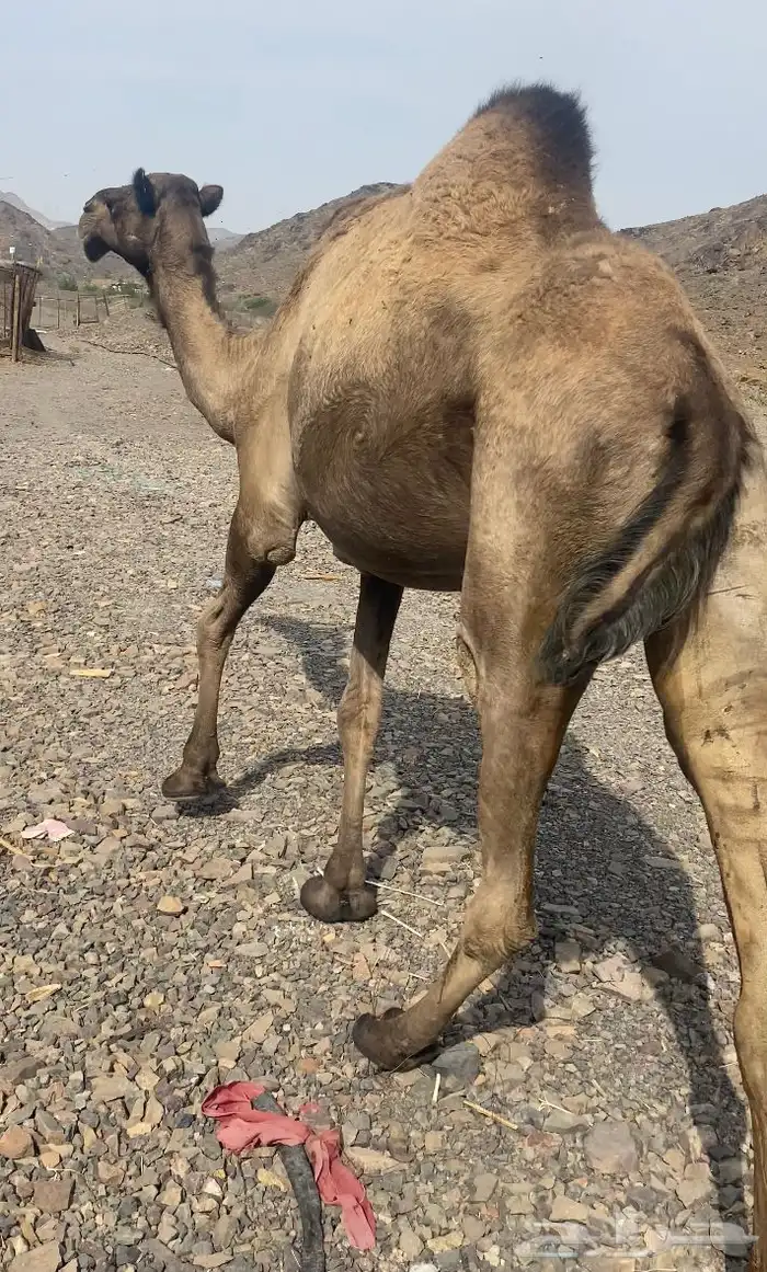 ناقه صفر لقحه طيبه للبيع 0