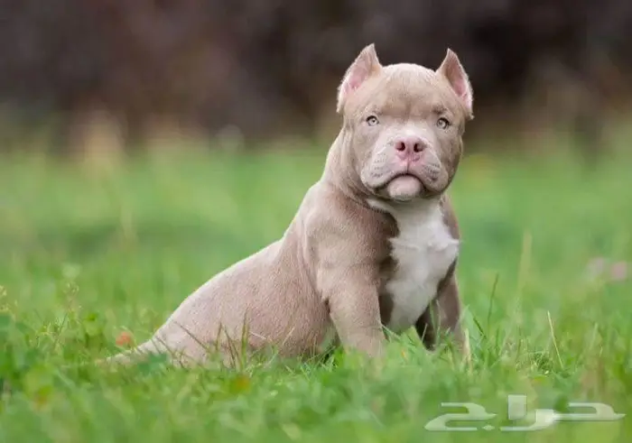 جراء أمريكان بودي للبيع 3