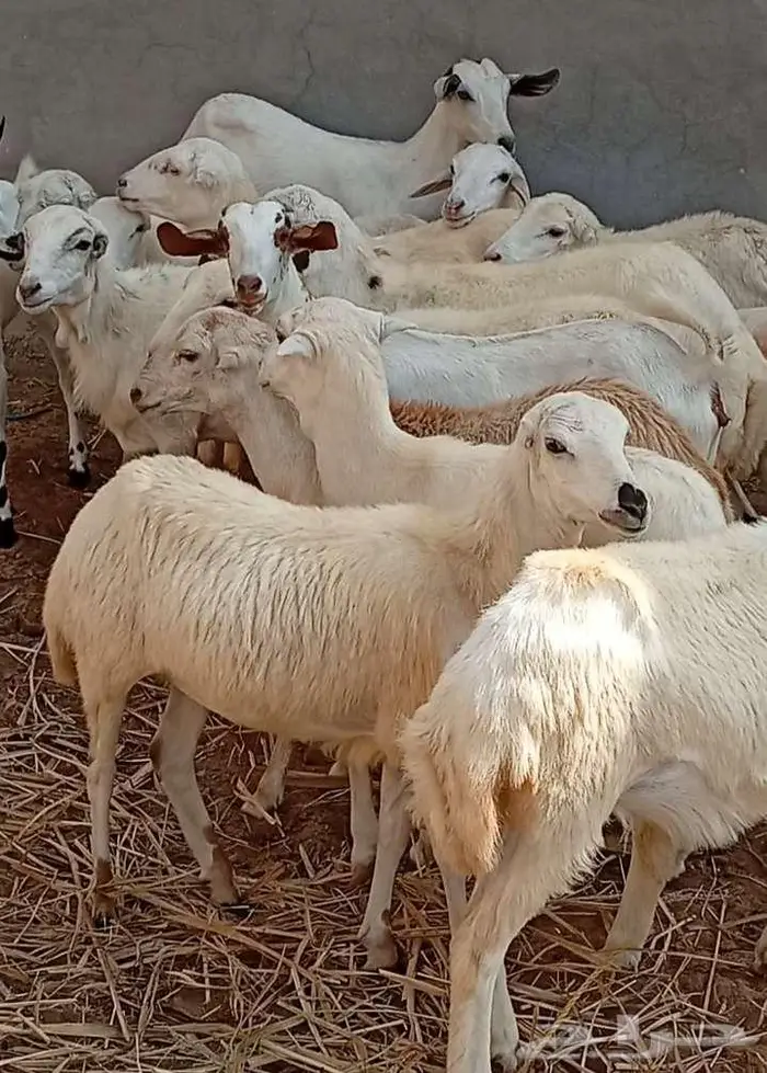 16 راس رخال وعنق بلدي 2