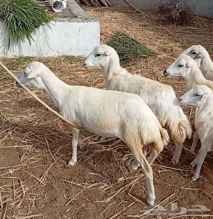 16 راس رخال وعنق بلدي 1