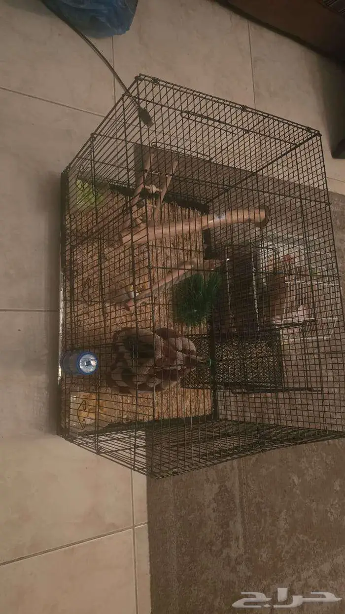 للبيع سناجب الطاير 3