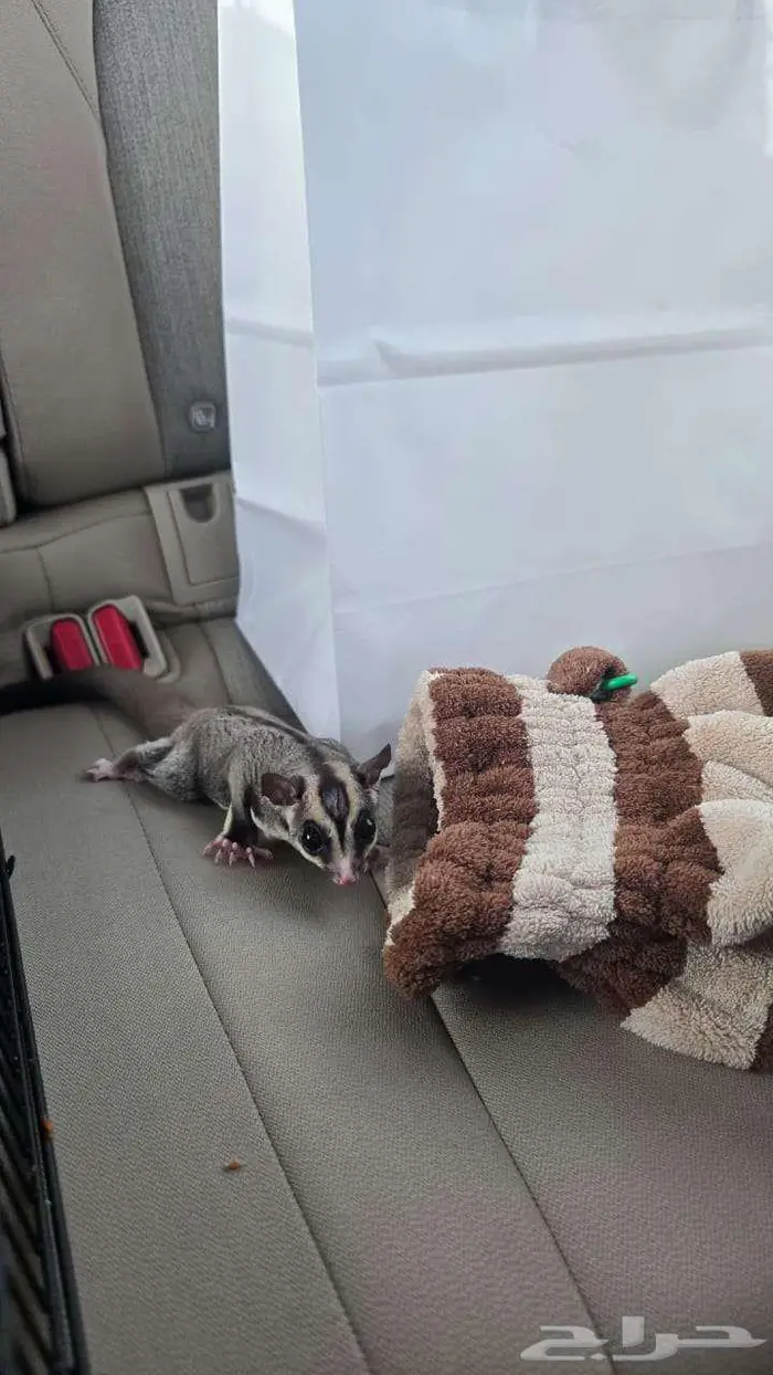 للبيع سناجب الطاير 0