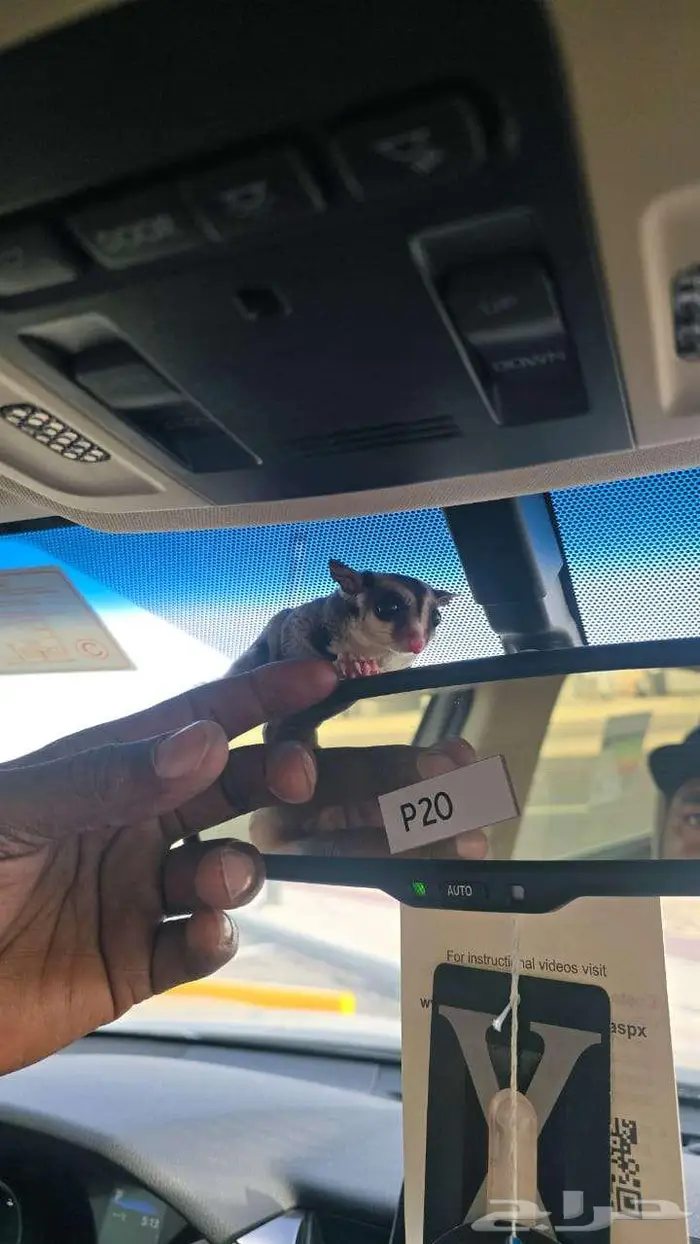 للبيع سناجب الطاير 1