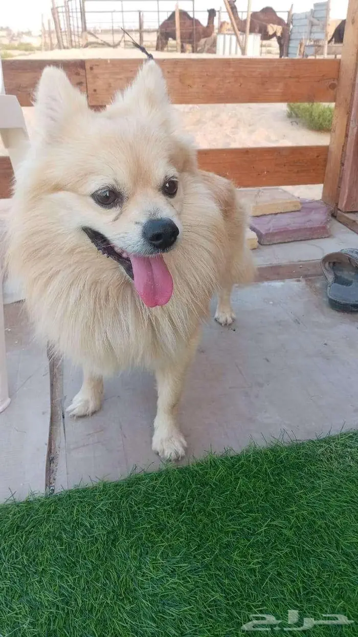 كلب تائه ( موجود عندي ) 0