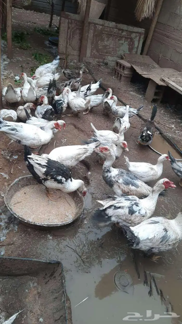 بط شرشيري نضيف 2